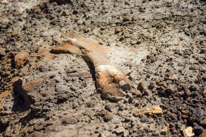Δωδεκάχρονος βρίσκει κατά λάθος απολίθωμα δεινοσαύρου 69 εκατομμυρίων ετών